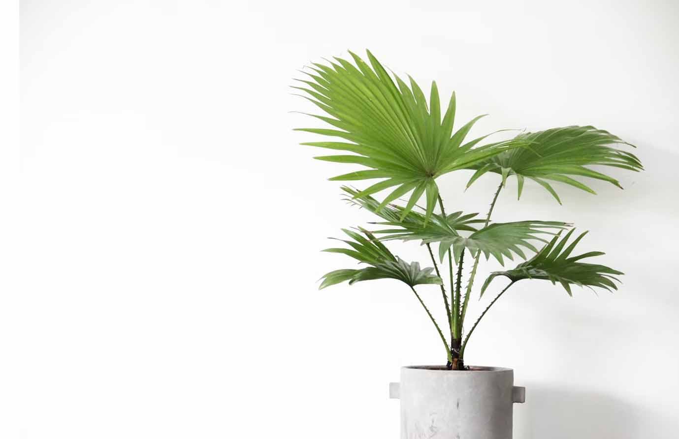 Areca-Palm