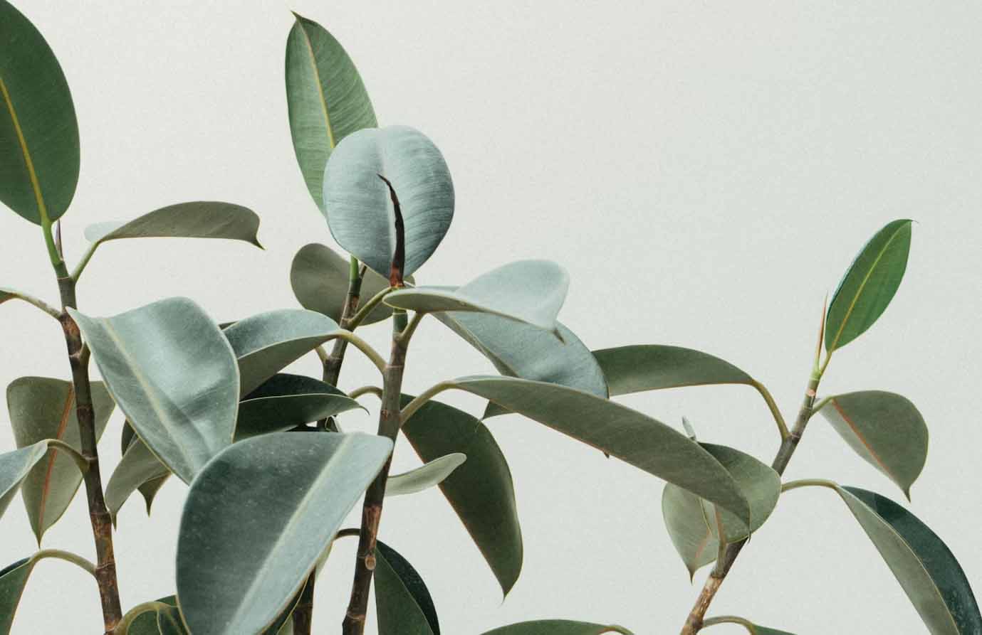 Top 10 Indoor Plants for Better Air Quality and Improved Interior Design Aesthetics