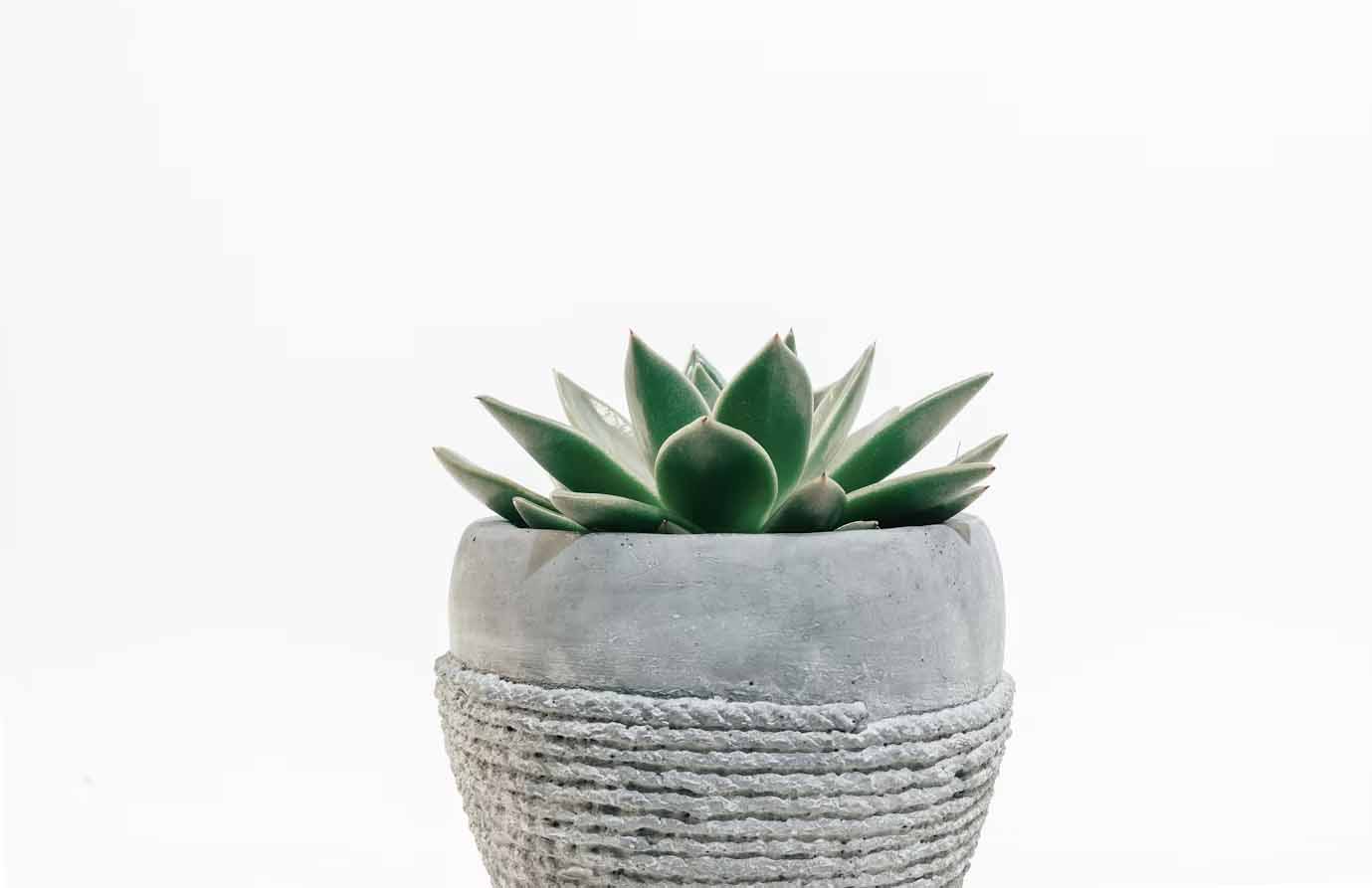 snake plant