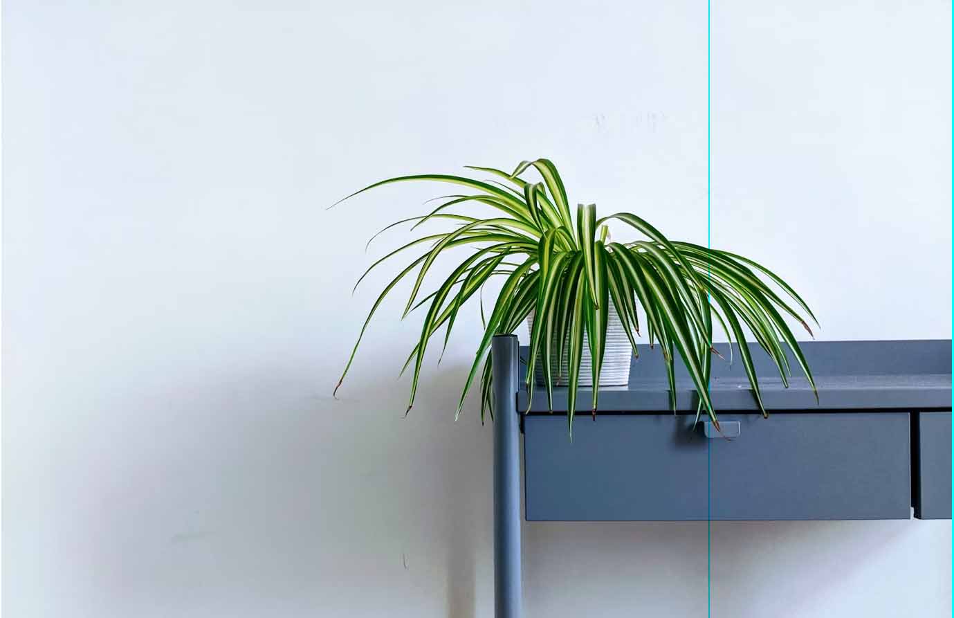 spider plant