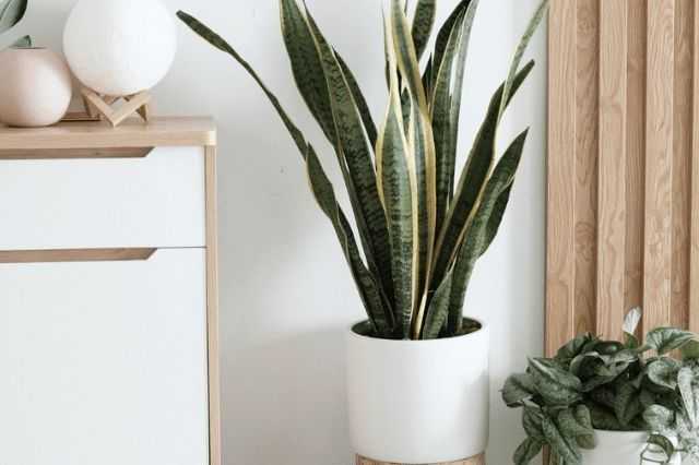 indoor-plants-in-interior-design