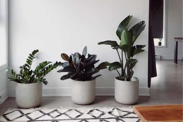 Indoor-plants-for-interior-design.jpg